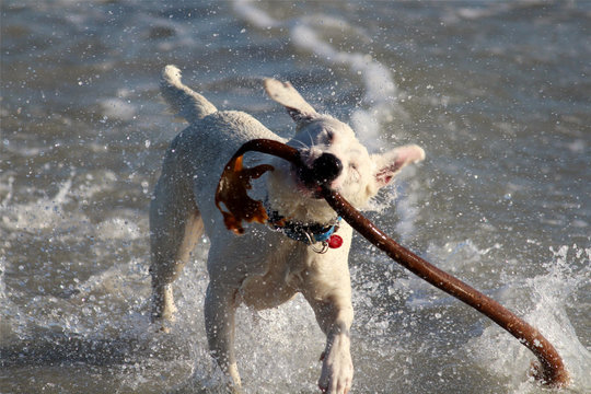 DOGS