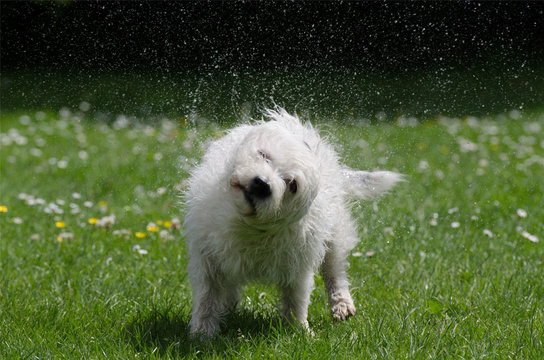 DOGS