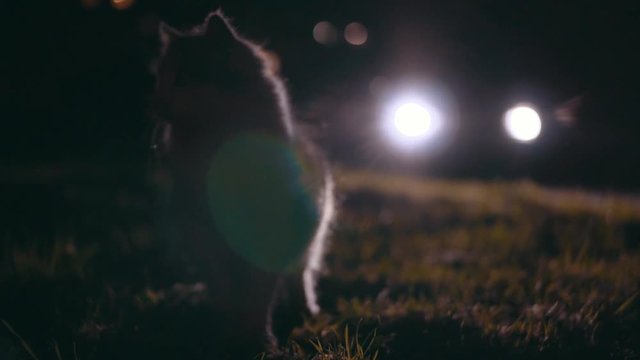 Cute scared cat sitting on green grass, looking around. Pet animal. Beautiful cat leaving. Night lights. Outdoors. Village.