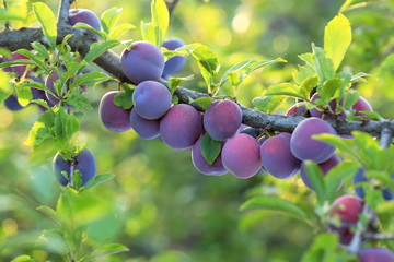 Closeup of branch with ripe plums in garden