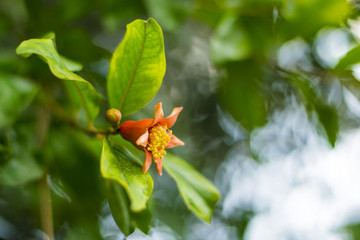 Green unripe grenades on a branch against a blue sky, Pomegranate flowers