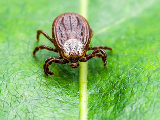 Encephalitis Virus or Lyme Disease or Monkey Fever Infected Tick Arachnid Insect on Green Leaf Macro