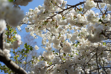 White Cherry Blossom