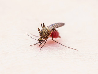 Yellow Fever, Malaria or Zika Virus Infected Mosquito Insect Macro