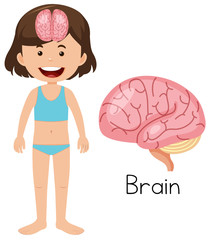 A Cartoon of Human Brain