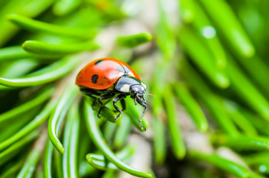 Ladybug Insect Crawling on Green Fir Macro