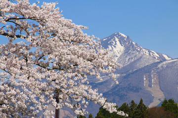 観音寺川の桜並木（福島県・猪苗代町）