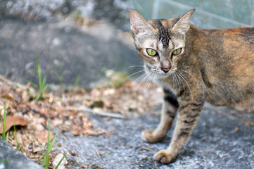 Penang,Malaysia