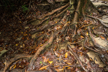 Fototapeta premium Penang National Park