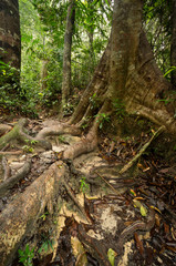 Penang National Park