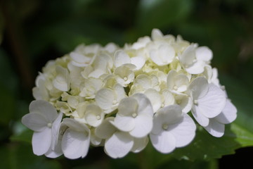 白いあじさい