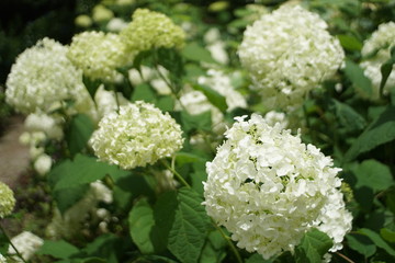 白いあじさい