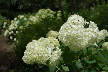 白いあじさい