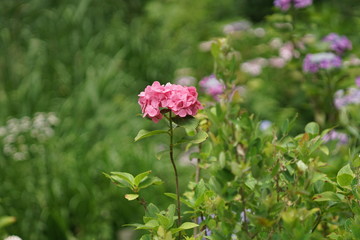 ピンクの紫陽花