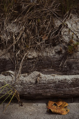 Obraz premium State of Decay