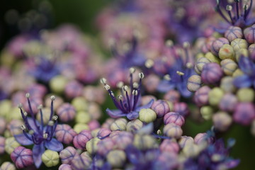 紫陽花のつぼみ