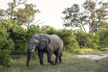Fototapeta na wymiar Elephant walking along the treeline in Botswana