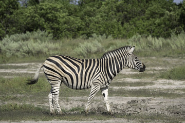 Fototapeta na wymiar Zebra on the Savanna on the Okavango Delta in Botswana
