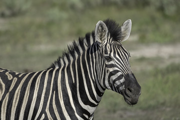Fototapeta na wymiar Zebra on the Savanna in Botswana