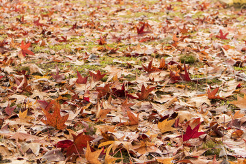 Fallen autumn leaves on the ground background