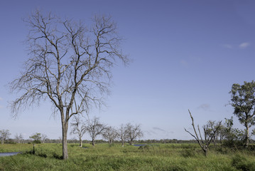 Trees and Water Landscape in the Okavango Delta, Botswana