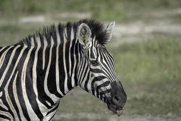 Obraz na płótnie Canvas Zebra on the Savanna in Botswana