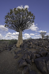 Quiver Tree Forest in Namibia