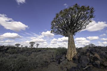 Quiver Tree Forest in Namibia