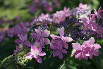 額紫陽花