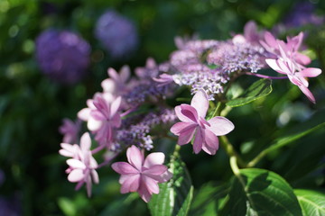 額紫陽花