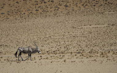 Obraz na płótnie Canvas Oryx walking through the Namib desert in Namibia