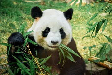Poster Im Rahmen Panda isst Bambus © Aldrin