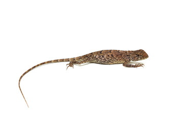 A tropical tree lizard found in Thailand isolated on white background