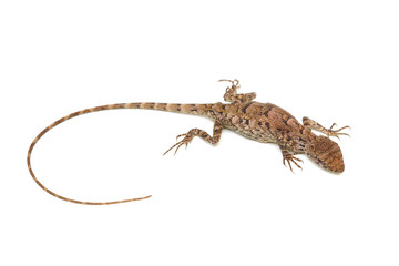 A tropical tree lizard found in Thailand isolated on white background