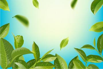 green tea leaves in motion on sky background.