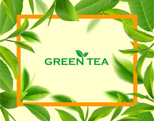 Green tea leaves vector nature background.