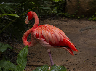 Flamingo Rosado de perfil
