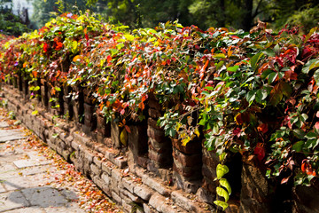 Overgrown brick wall
