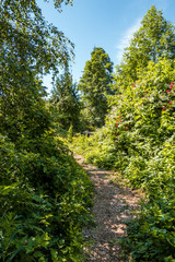 Fototapeta na wymiar narrow path inside lush forest in a sunny day inside natural park