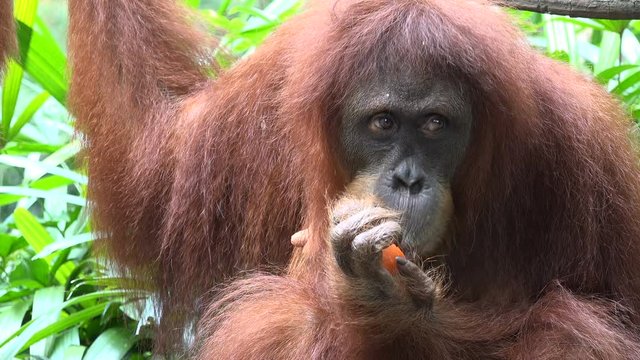Portrait of a female orange Sumatran orangutan eating lunch. Orangutans are facing extinction due to loss of habitat by deforestation, palm oil plantations, and some other reasons.