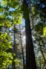 tall pine trees in the forest behind maple leaves in a sunny day under the blue sky