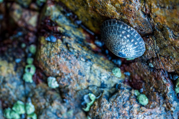 beautiful seashell on the gap of rocks in the shade