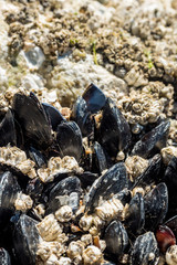 a bunch of mussels on the rocky coast under the sun