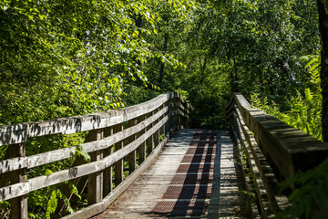 wooden bridge inside forest under the sun