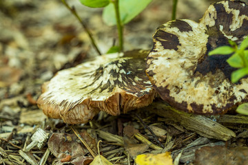 two big brown mushrooms on the wood chip filled ground under the sun