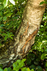 tree trunk with rough surface and two scars surrounded by green leaves 