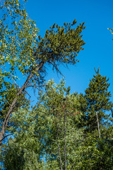 tall trees with green leaves in the forest under the blue sky