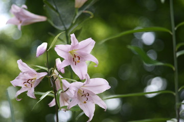 野に咲くヤマユリの花