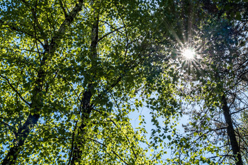 sun shining through the green foliage in the forest on a clear day