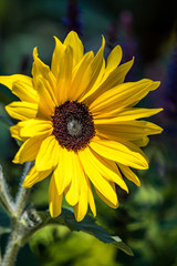 small yellow sunflower under the sun